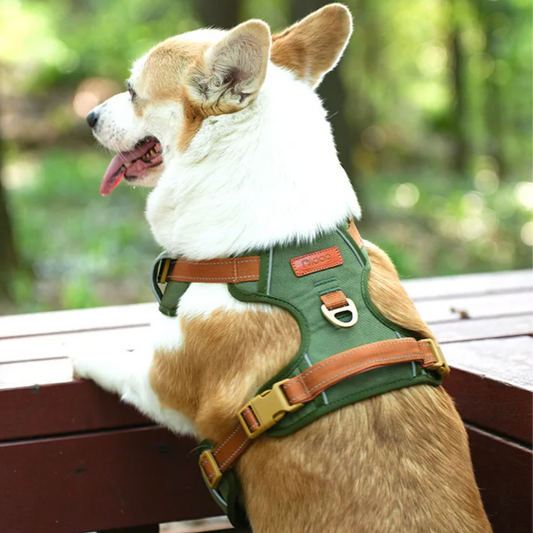 Dog wearing a green harness with brown accents in a park setting