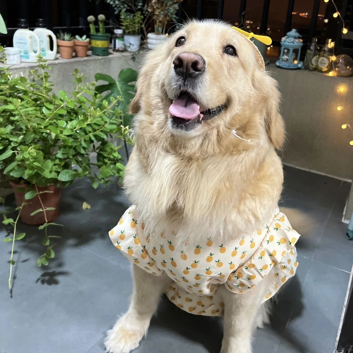 Summer Large Dog Dresses